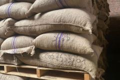 Harvesting-Njombe-Pepper